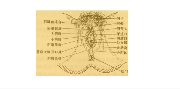 全部版本 最新版本  七,前庭大腺又称巴氏腺.