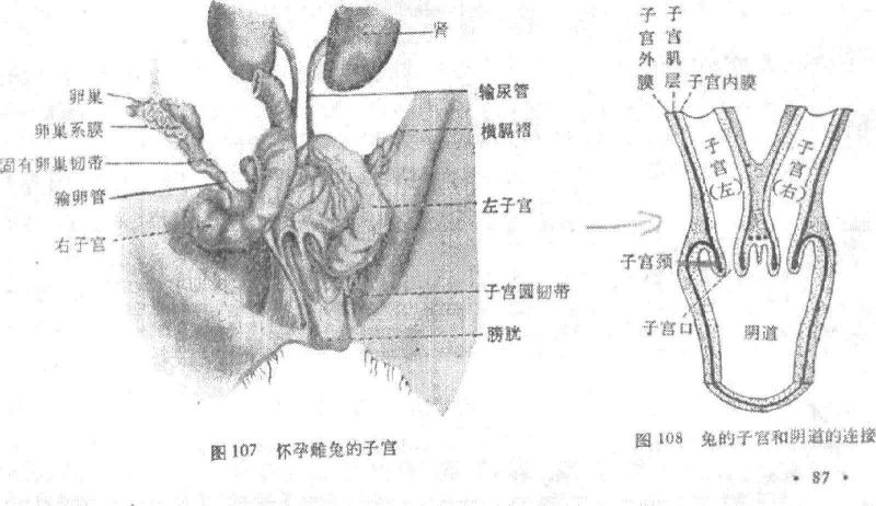 子宫系膜