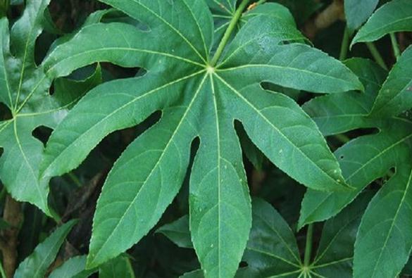 全部版本 最新版本  八角金盘为五加科常绿灌木,其叶接近圆形,5—9裂