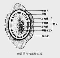 细菌芽孢