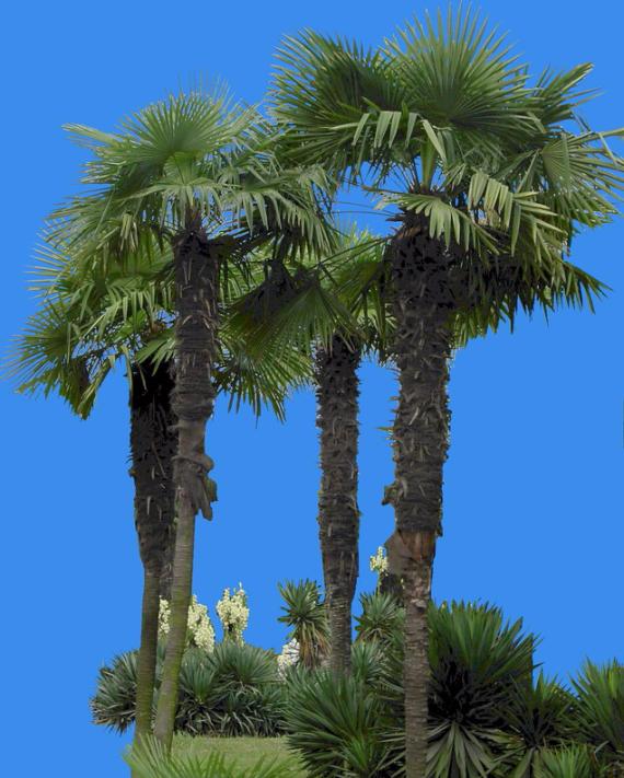 棕树图片 搜狗百科