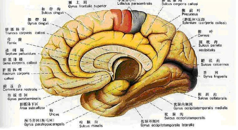 经由脊髓传至脑的神经冲动,呈交叉方式进入:来自脊髓右边的冲动,先传
