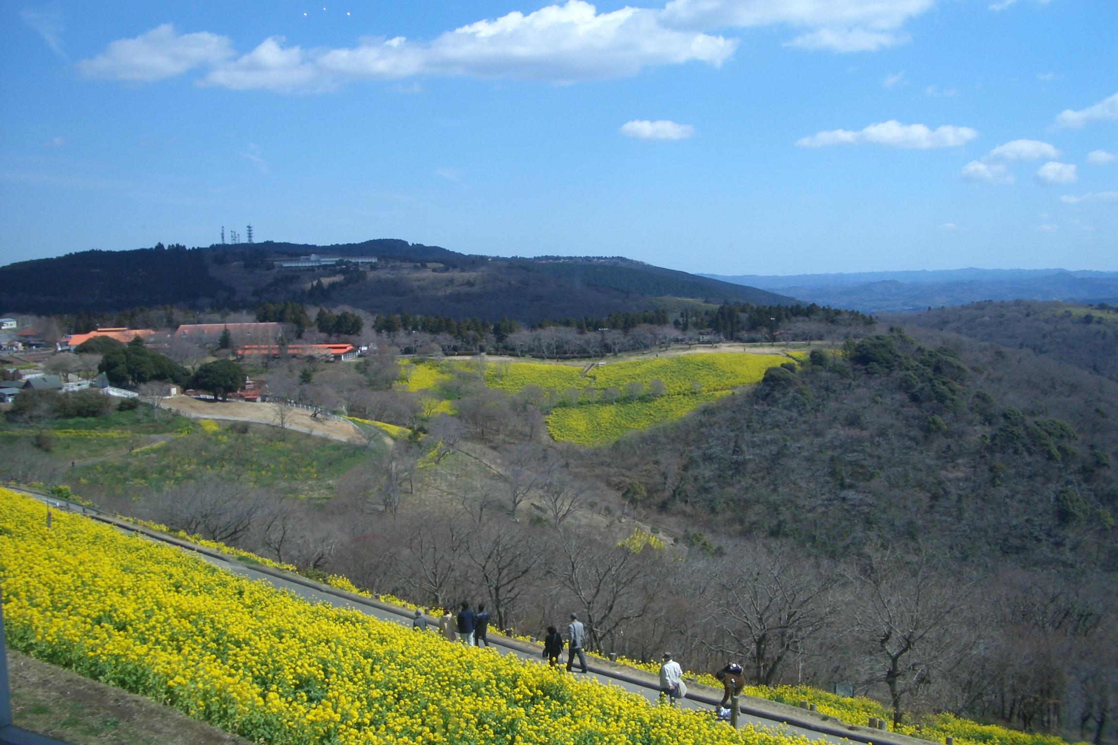 鹿野山坐落在千叶县中部,房总半岛西端的鹿野山与锯山和清澄山一起