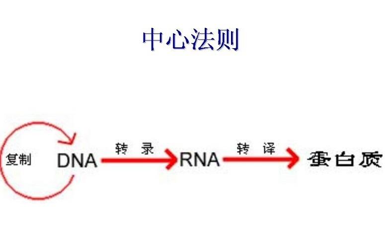 遗传学中心法则