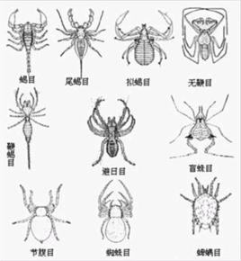 节肢动物吗蜈蚣 蜘蛛 蛔虫 蝉(选1个)另加为什么!