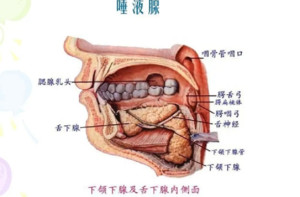 唾液腺(3)唾液腺是人或脊椎动物口腔内分泌唾液的腺体.