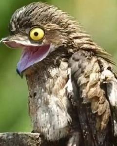 林鸱(4)林鸱(英文名:potoo,林鸱科林鸱属动物,分布于美洲,亚洲,在