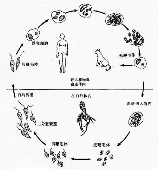 利什曼病