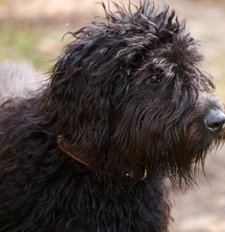 弗兰德牧羊犬