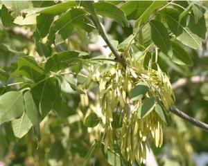 小叶白蜡(3)小叶白蜡(学名:fraxinus sogdiana bunge,又名:天山木岑)