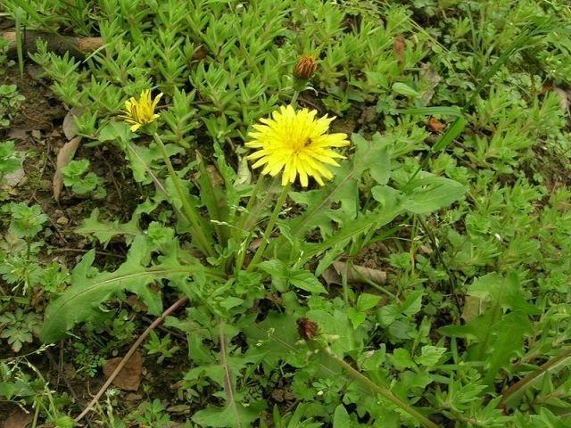 蒲公英泡水的功效是什么 800