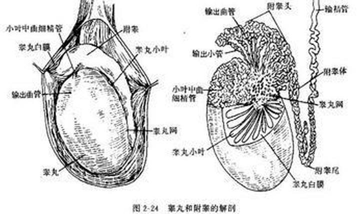 当 离开睾丸时,就跑到附睾里,继续生长成熟.