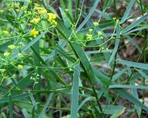 竹叶柴胡(4)竹叶柴胡(拉丁学名:bupleurum marginatum,别名:紫柴胡)