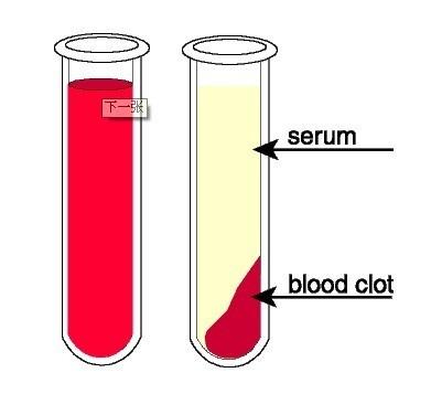 全部版本 历史版本  血清,指血液凝固后,在血浆中除去分离出的淡黄色