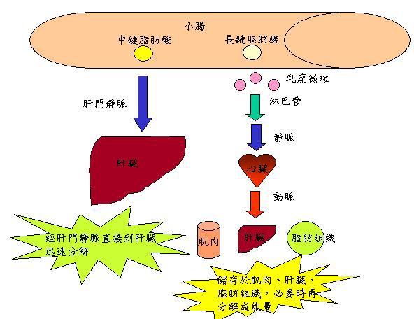 脂肪吸收后在体内代谢的生化过程主要分成:甘油三酯,磷脂,胆固醇,血浆