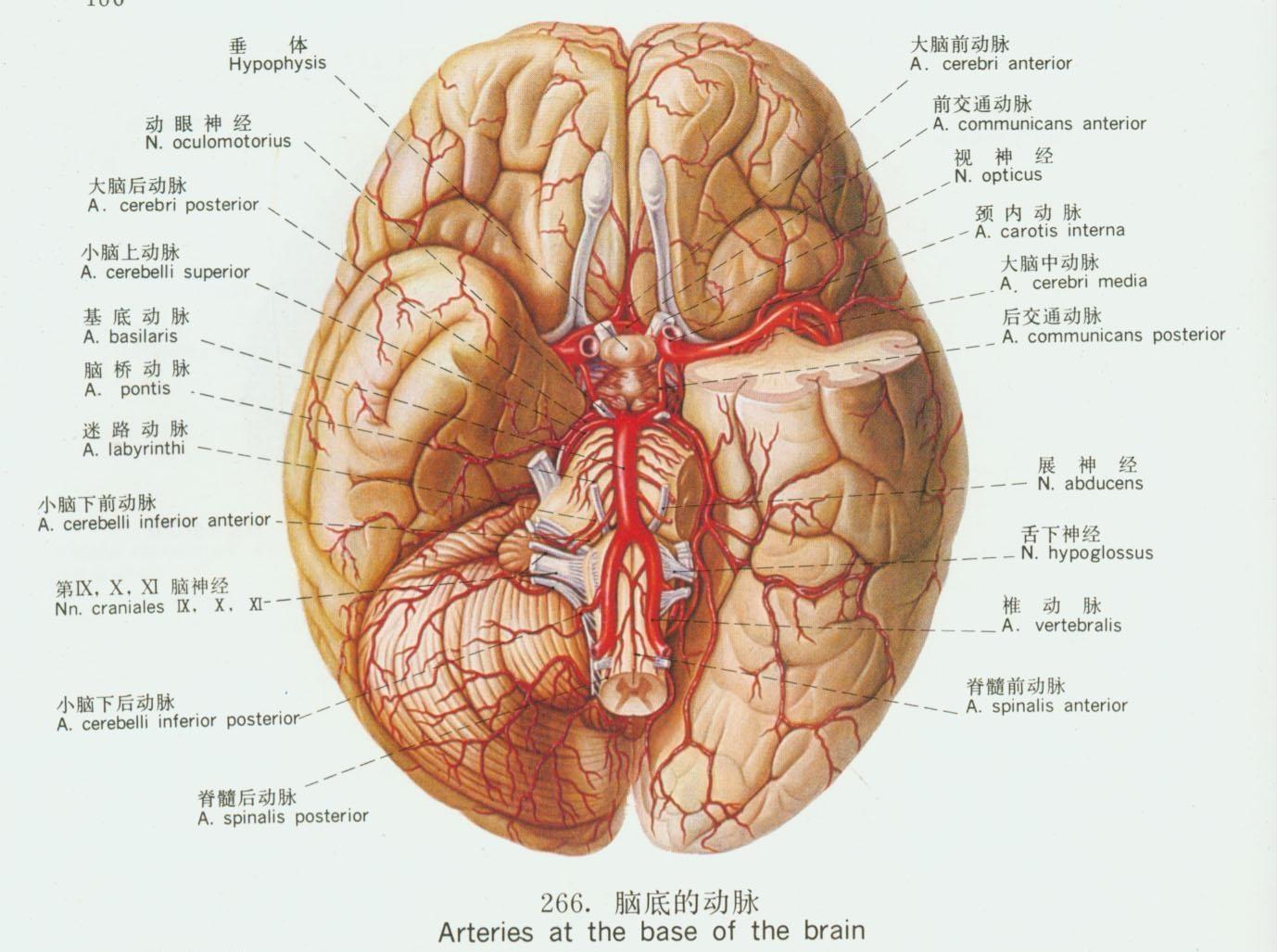 大脑动脉环