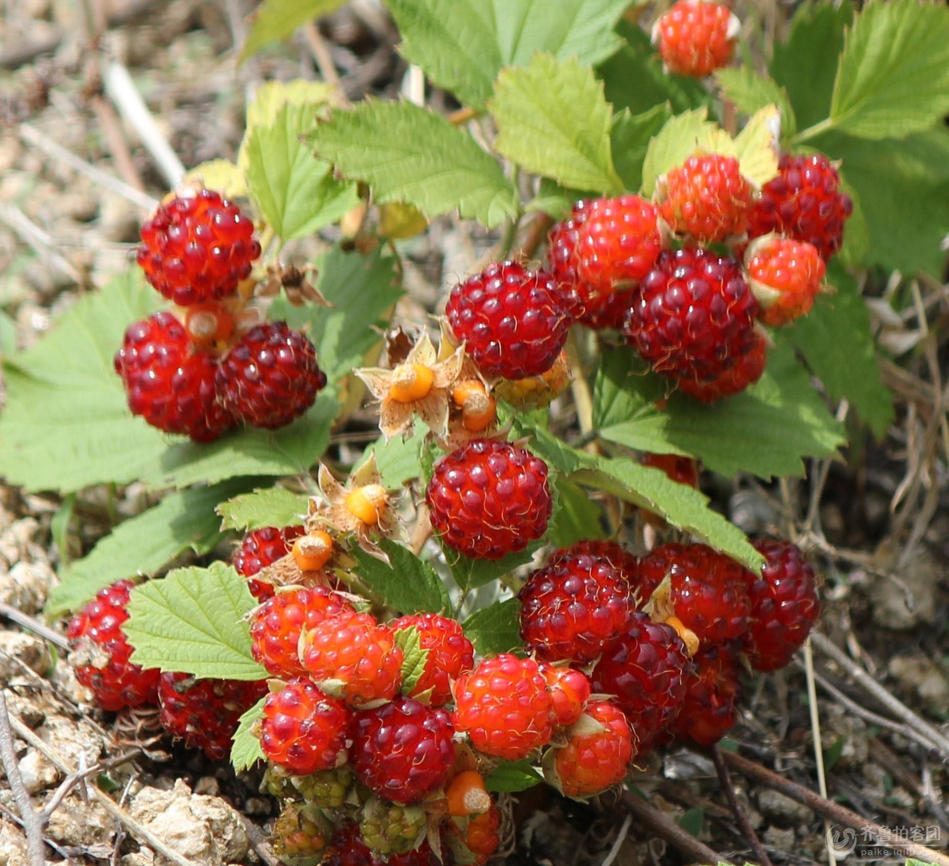 野草莓