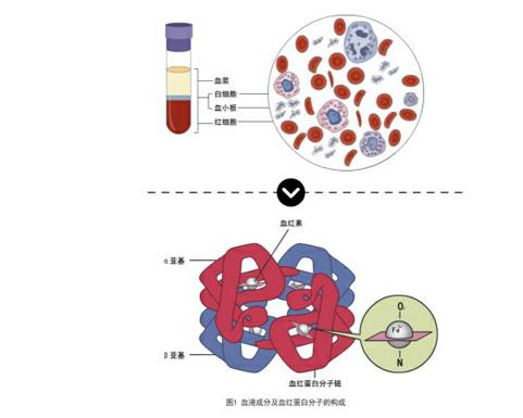 血液的组成