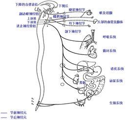 副交感神经的低级中枢位于脑干一般内脏运动核和脊髓骶部的骶副交感核