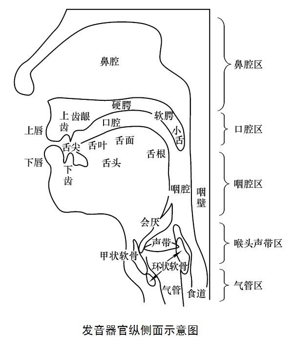 全部版本 历史版本  人的发音器官可分为三大部分:①肺,气管,支气管—