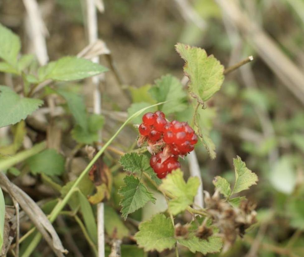 腺花茅莓