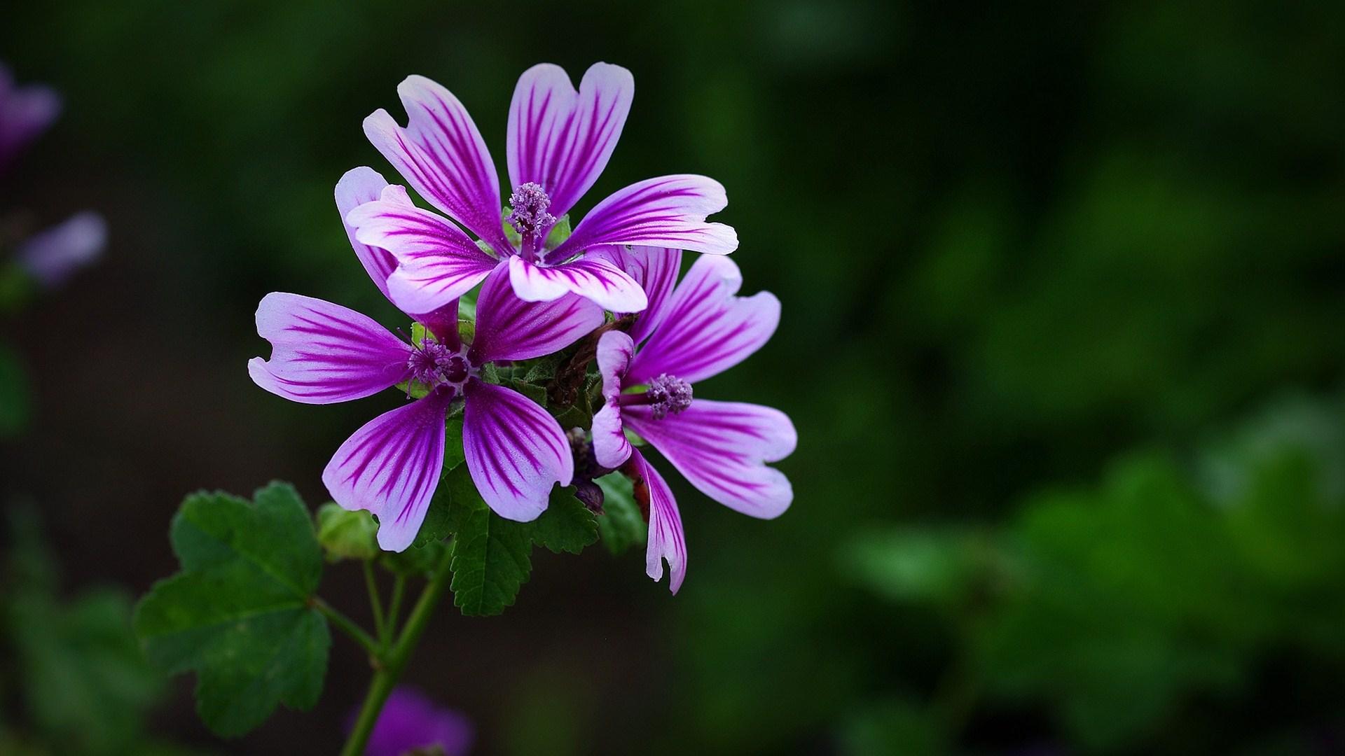 花(汉语汉字)