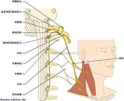 副神经损伤 搜狗百科