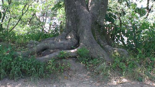榔树