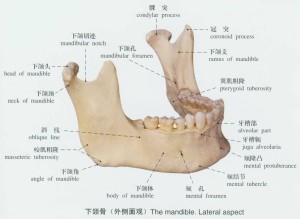 编辑2下颌骨上颌骨位于人体面颅中央的上颌部的骨骼.