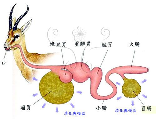 反刍动物