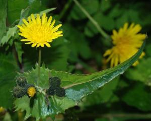 苦苣菜(3)苦苣菜(学名:sonchus oleraceus l.