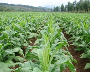 烤烟(3)烤烟(flue curedtobacco,亦称火管烤烟,是卷烟工业的主要原料