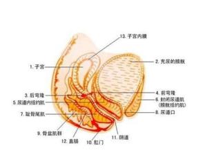 阴道口