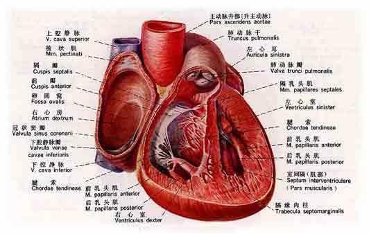 卵圆窝