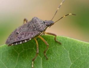 九香虫(coridius chinensis)是兜蝽科九香虫属下的一个种,长约1.7-2.