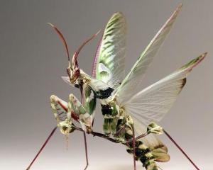 idolomantis diabolica)是有翅亚纲螳螂目昆虫,享有"螳螂之王"的美誉