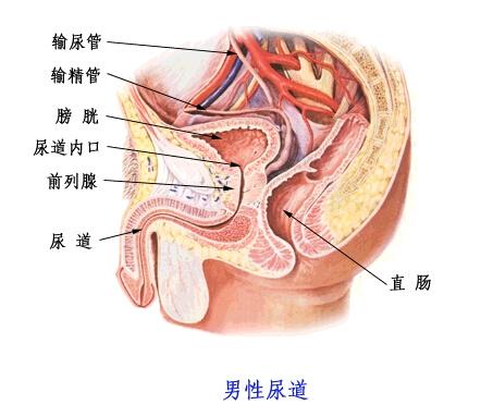 男性尿道