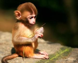 猕猴(4)猕猴(拉丁学名:macaca mulatta[1,猴科猕猴属动物总称.