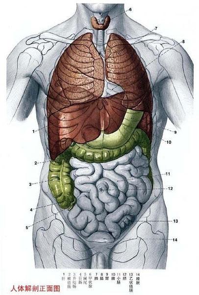 人体(医学名词) - 搜狗百科