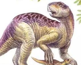 鹦鹉嘴龙是小型鸟脚类恐龙,体长约1—2米,两足行走,头短宽而高,吻部