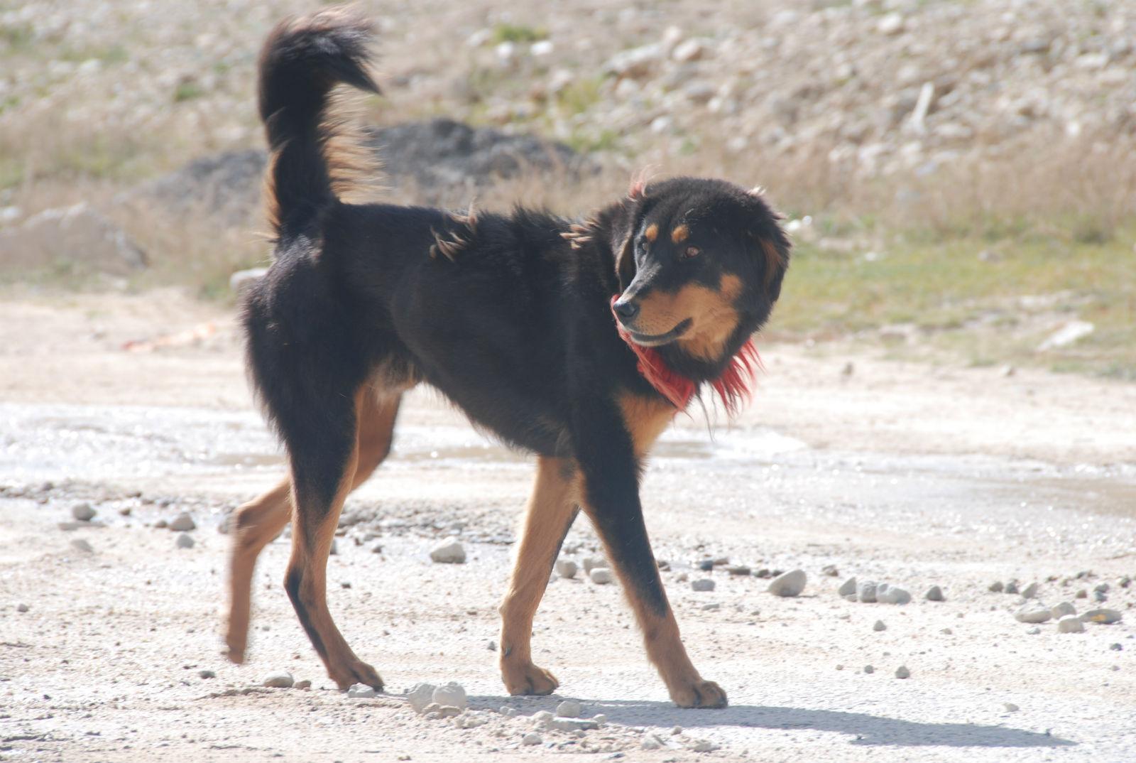 收藏 分享 编辑词条 藏狗原产中国西藏,也有人说其祖先是马士提夫犬