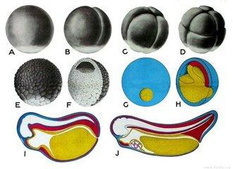 蛙胚发育