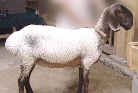 刀郎羊又名麦盖提羊,是新疆维吾尔自治区的名特优地方养殖良种,亦是