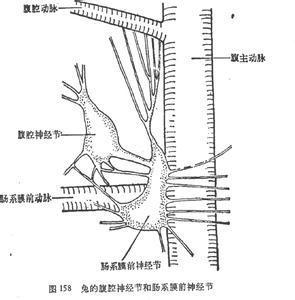 星状神经节