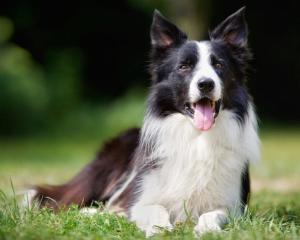 边境牧羊犬
