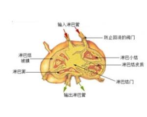 淋巴结主要由淋巴组织和淋巴窦组成,外面包以致密结缔组织被膜[1],并