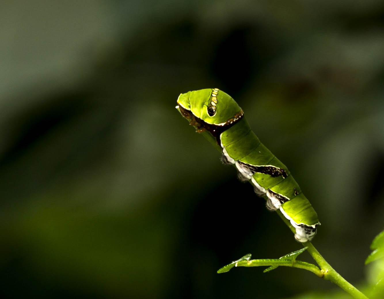 猪儿虫表情包原图