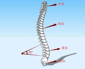 我今年才十九就有腰椎生理曲度变直了我改怎么办呀疼的睡不着觉真难受