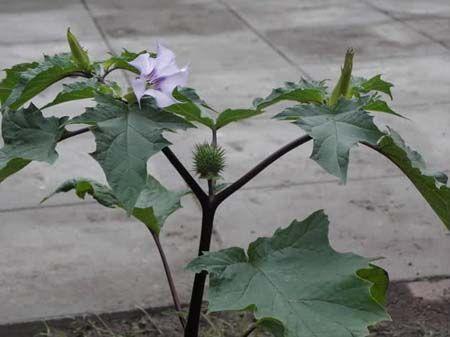 曼陀罗(datura stramonium)又称洋金花,种类很多,各地称呼也不一致