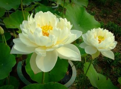 莲花